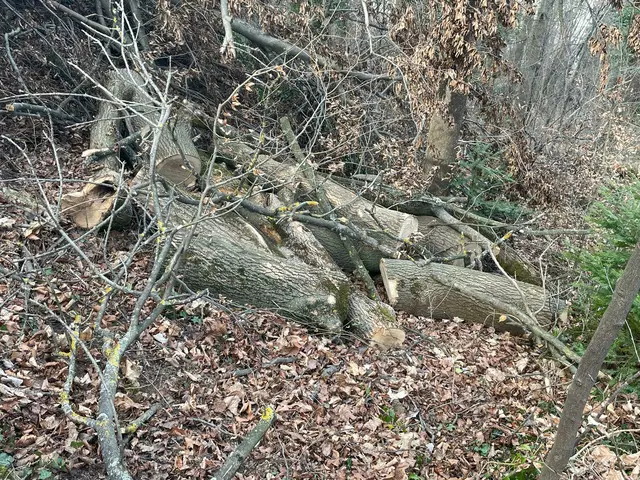 Ein Blick auf den Grazer Schloßberg - genauer gesagt in den Wald: Was ihm fehlt und was ihm guttut.  | Foto: MeinBezirk 