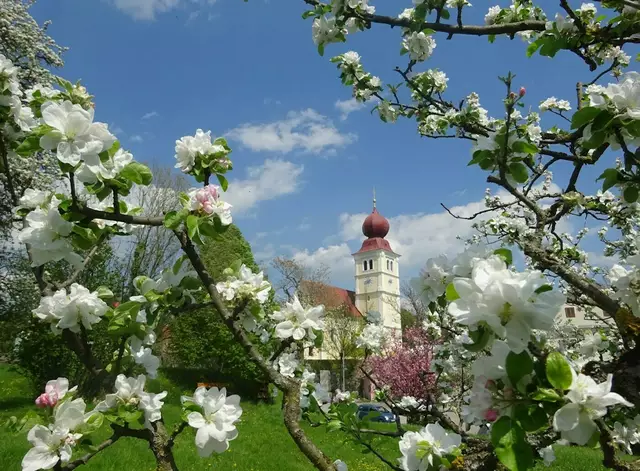 Das Apfelblütenfest ist nicht nur ein Highlight fürs Auge. Auch kulinarisch wartet es auf.  | Foto: apfelstrasse.at