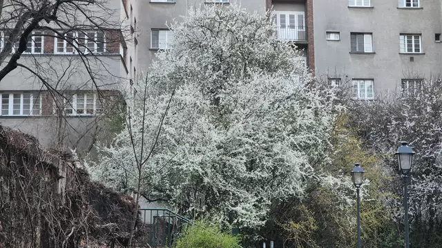 25.03.2025 blühender Baum im Gemeindebau Rabenhof