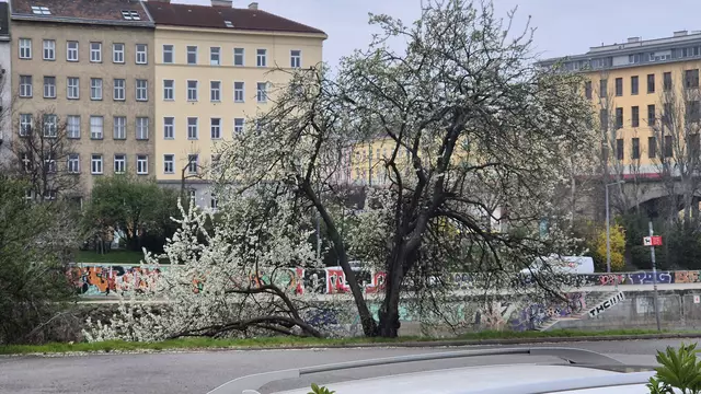28.03.3025 blühender Baum am Donaukanal