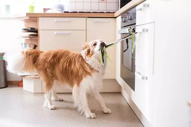 Der Hund der Klägerin unterstützt sie im Alltag – etwa durch das Öffnen von Türen oder das Aufheben von Gegenständen – und ist damit weit mehr als ein gewöhnliches Haustier. (Symbolbild) | Foto: Indian Eyes