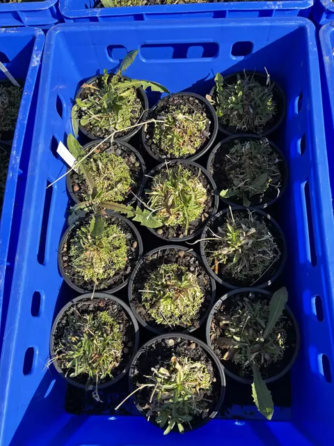 Diese Jungpflanzen sind nun bereit, um auf dem eigens dafür vorgesehenen Areal am Campus eingepflanzt zu werden und dann hoffentlich wachsen und gedeihen. | Foto: Sarah Braun