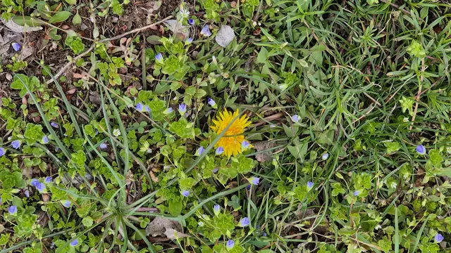 01.04.2025 kleine Blüten auf der Wiese