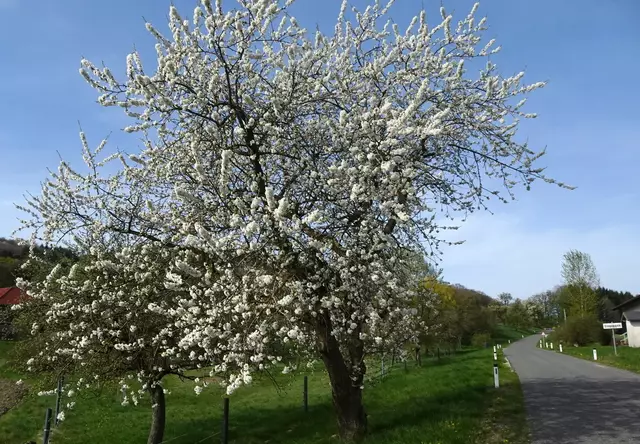 Die Kirschbäume stehen in Vollblüte.