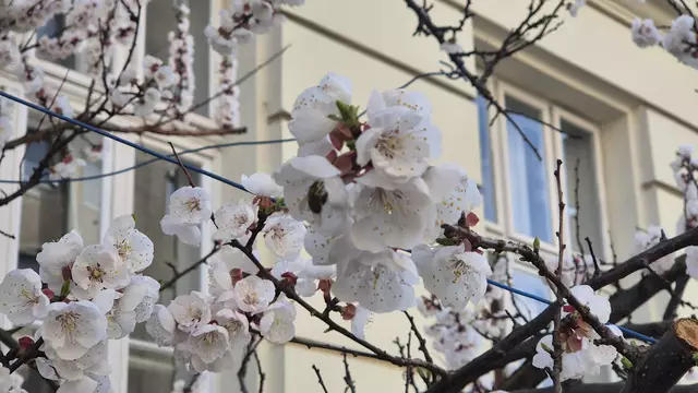 25.03.2025 Blüten vor einem Schulgebäude