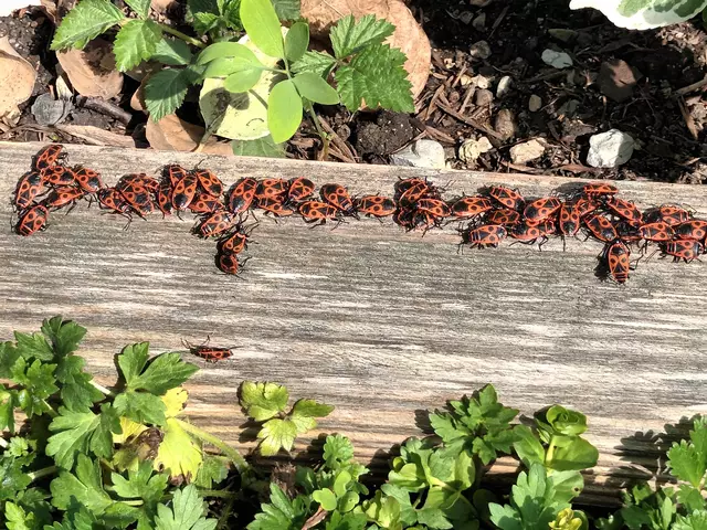 Walter Mayr aus Scheibbs hat in seinem Garten die Feuerwanzen beim "Liebesspiel" beobachtet. | Foto: Walter Mayr