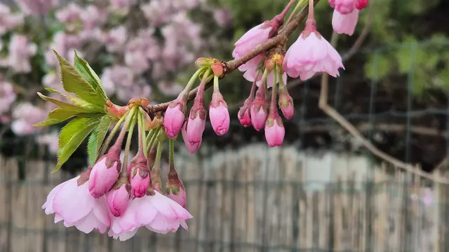 01.04.2025 Blüten schauen über den Zaun