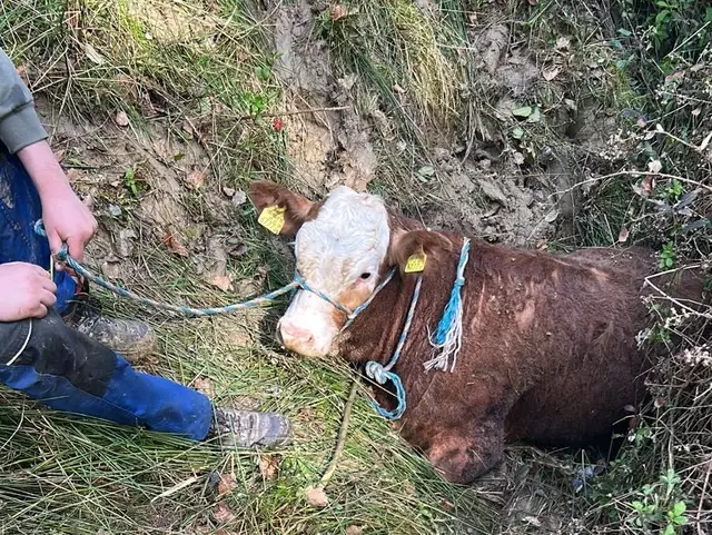 Ein Stier wurde aus einem Graben befreit, in den er gestürzt war. | Foto: Landespolizeidirektion