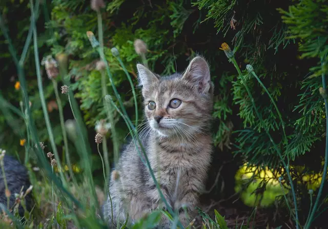 In Söll wurde eine Katze angeschossen und so schwer verletzt, dass sie eingeschläfert werden musste – die Polizei bittet um Hinweise. | Foto: pixabay/wini021