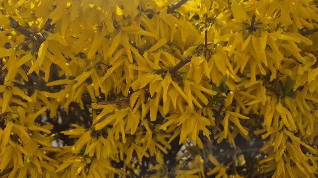 25.03.2025 Blüten am Straßenrand
