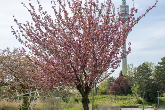 Wer das rosa-weiße Naturschauspiel der Kirsch- und Magnolienblühte bewundern möchte, ist im Donaupark genau richtig. | Foto: René Brunhölzl/MeinBezirk