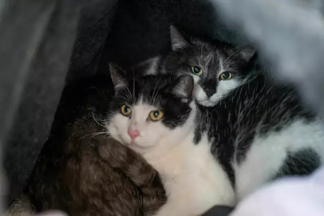 Vier Streuner-Katzen suchen ein Zuhause, wo sie weiterhin in Freiheit leben können. | Foto: Tierheim Pinzgau