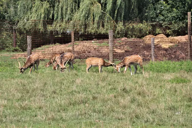 Der Tierpark Preding ist steiermarkweit eines der beliebtesten Ausflugsziele. | Foto: Marie O.