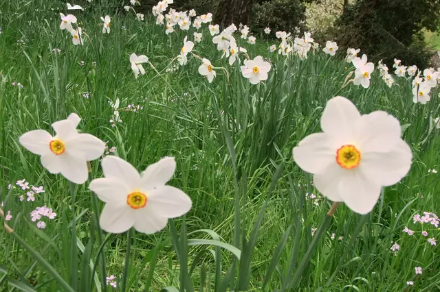 Narzissenwiese
