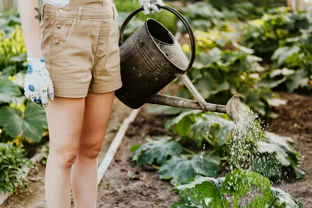 Durch das Projekt im Augarten soll sowohl der Anbau regionaler Sorten gefördert als auch der Boden nachhaltig gestärkt werden. | Foto: Pexels/Kaboompics.com