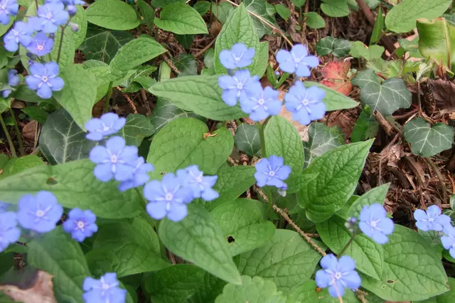 Gedenkemein ( Omphalodes verna) ist ein idealer Bodendecker 