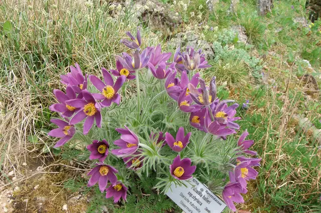 Küchenschelle oder Kuhschelle (Pulsatilla vulgaris)