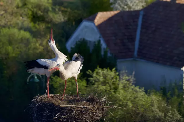 Morgentliches Strecken: die Störche auf Breitenaus Kirchturm. | Foto: Santrucek
