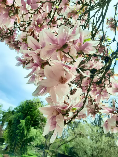 Magnolienblüten