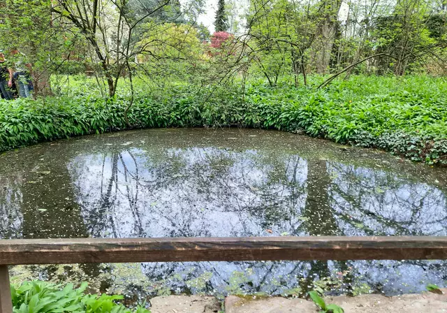 Teich umgeben von Bärlauch