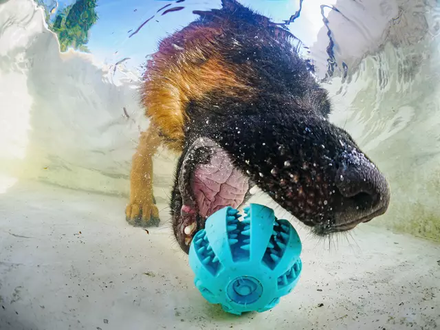 Schenke diesen Tieren aus dem Tierschutzhaus St. Pölten eine zweite Chance | Foto: Benedikt Reisner