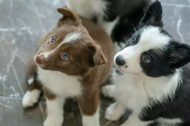 Das Veterinäramt der Stadt Wien hat in Zusammenarbeit mit dem Finanzministerium mehrere Fälle von Steuerhinterziehung beim Handel mit Hunden und Katzen aufdecken können. | Foto: unsplash