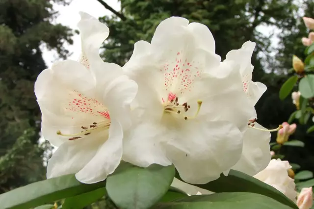 Rhododendron