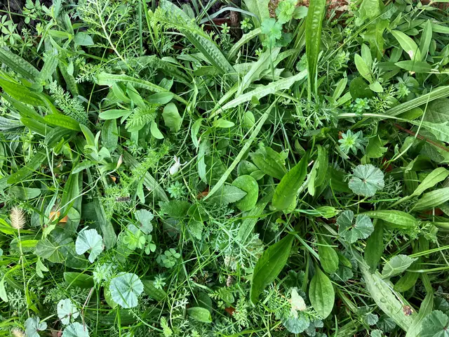 Klimafitter Kräuterrasen statt monotoner "Englischer Rasen" | Foto: Katharina Weber/Natur im Garten
