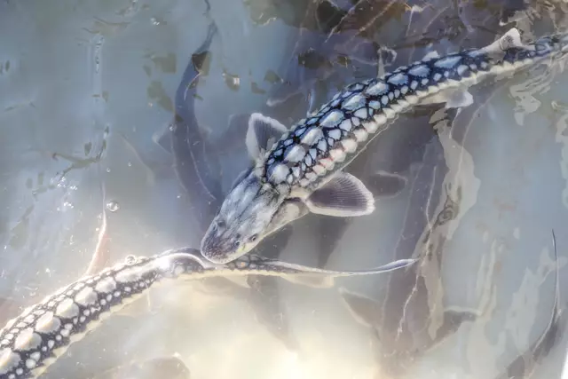 Die Auswilderung der Jungfische ist bis 2030 geplant. | Foto: PID/Christian Fürthner