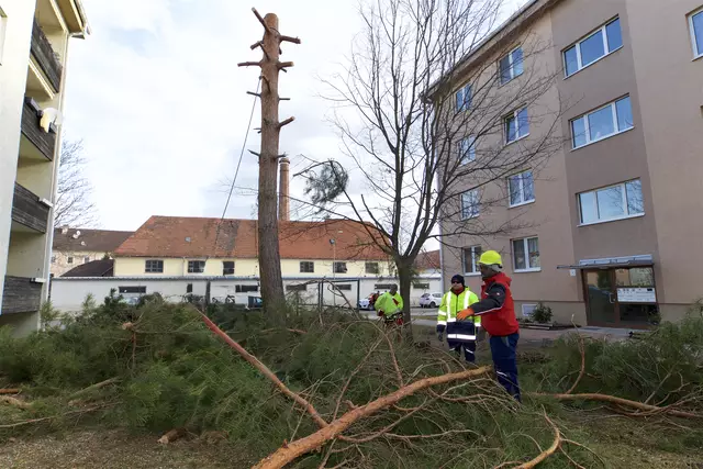 Baumschnitt notwendig? Kein Problem für die NKWB. | Foto: Santrucek