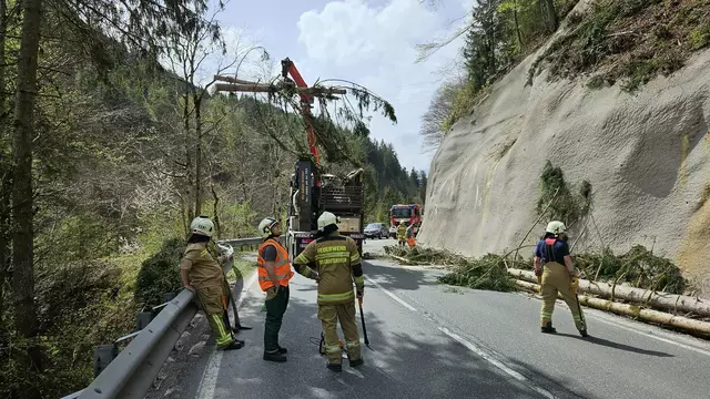 Mehrere Bäume mussten im Bereich der Straße entfernt werden. | Foto: FF Bischofshofen