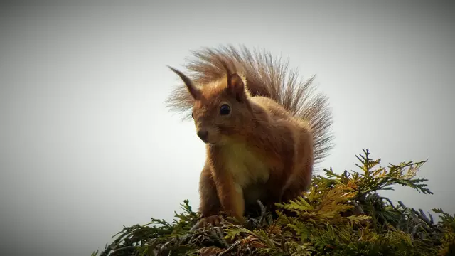 Natur im Garten - Eichhörnchen zu Besuch  | Foto: © Silvia Plischek