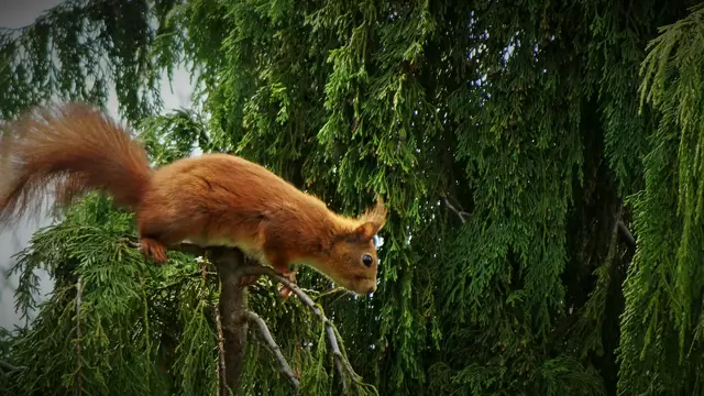 ... das sich im Garten vergnügte und ... | Foto: © Silvia Plischek