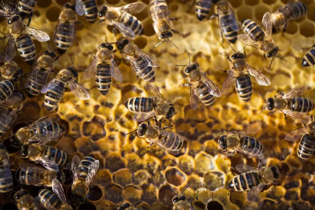 Drei Bienenstöcke in einer Holzhütte brannten in der Nacht von Mittwoch auf Donnerstag ab. SYMBOLFOTO. | Foto: Lightpoet/panthermedia.net