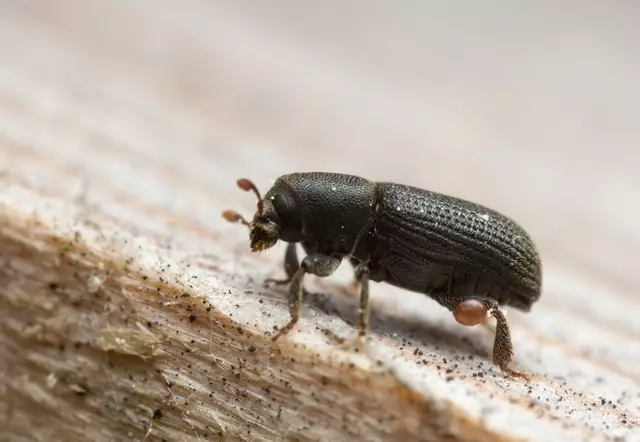 Borkenkäfer beschäftigen auch die Wissenschaft. | Foto: HenrikL/PantherMedia