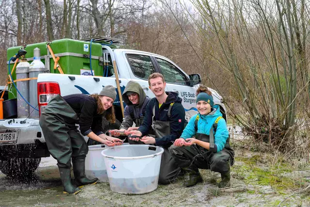 Die Jungtiere werden dann in der Donau ausgesetzt.  | Foto: Dominik Moser