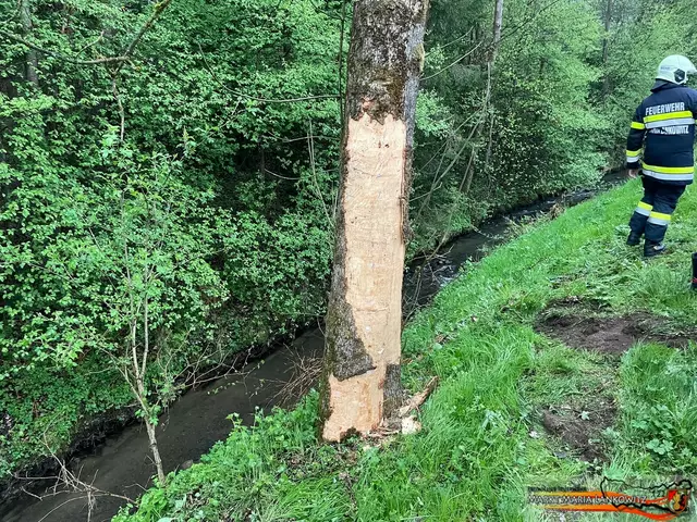 Auch der Baum wurde beim Unfall in Mitleidenschaft gezogen. | Foto: FF Maria Lankowitz