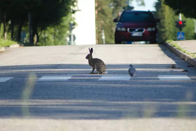 Erneut ist Niederösterreich das Bundesland, in dem die meisten Hasen überfahren wurden. Von rund 17.000 im Straßenverkehr getöteten Hasen in Österreich ist NÖ für knapp die Hälfte verantwortlich. (Symbolfoto) | Foto: pixabay (Symbol)