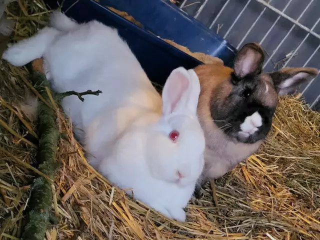 Kaninchen: ALICE &amp; JASPER
Die beiden sind 2022 geboren und wünschen sich GEMEINSAM ein artgerechtes zu Hause. Kontakt: 0660/5128702 | Foto: Pfotenhilfe Tulln