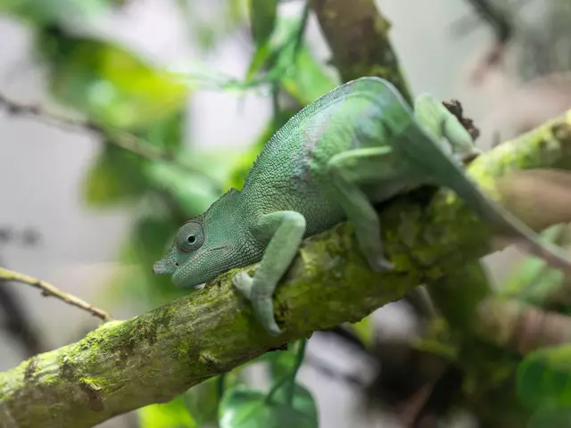 Dort zu sehen sind ab sofort Tierarten wie Chamäleons, Schildkröten oder auch giftige Bambusotter. | Foto: Valentina Marinelic/MeinBezirk