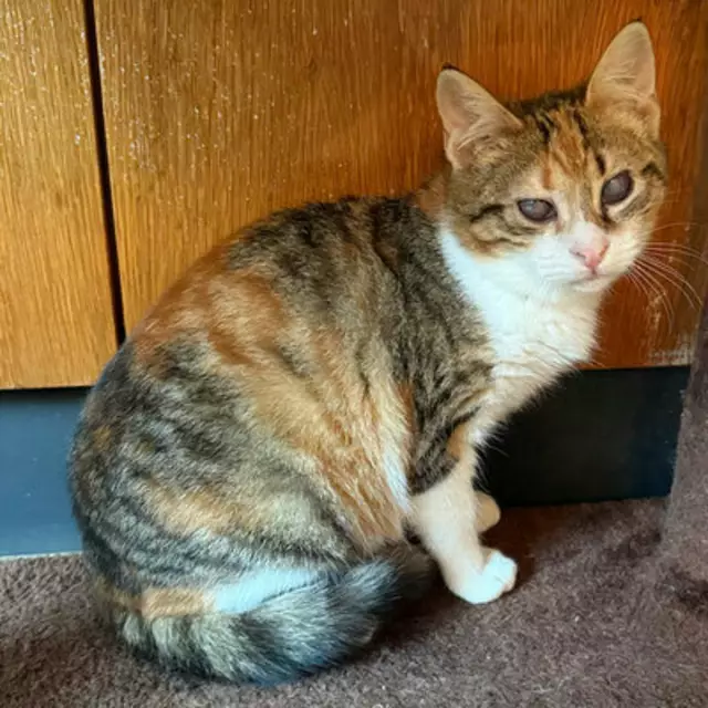 Katze Mary ist ca. 5 Monate jung und leider blind.
Sie sucht ein zu Hause in reiner Wohnungshaltung, wo bereits eine freundlich, soziale Katze in ihrem Alter auf sie wartet.
Kontakt: 0676/4178874 | Foto: Pfotenhilfe Tulln