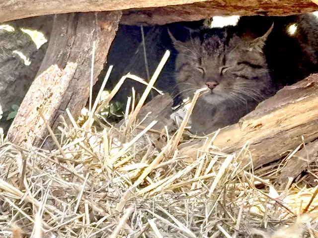 Der Kater ist deutlich größer. | Foto: Alexandra Goll