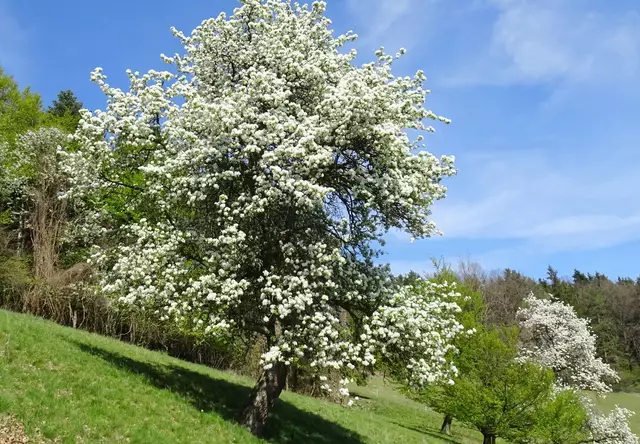 Die Birnbäume erstrahlen in Weiß.