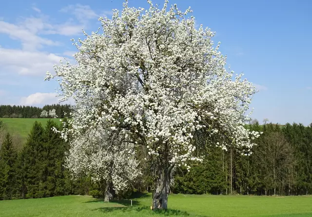 Über eine Million Obstbäume  verwandeln das Mostviertel in ein weißes Blütenmeer.