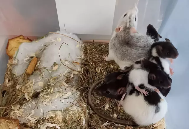 Diese Ratten wurden vor der Zoohandlung in einer Plastikbox ausgesetzt. | Foto: Privat
