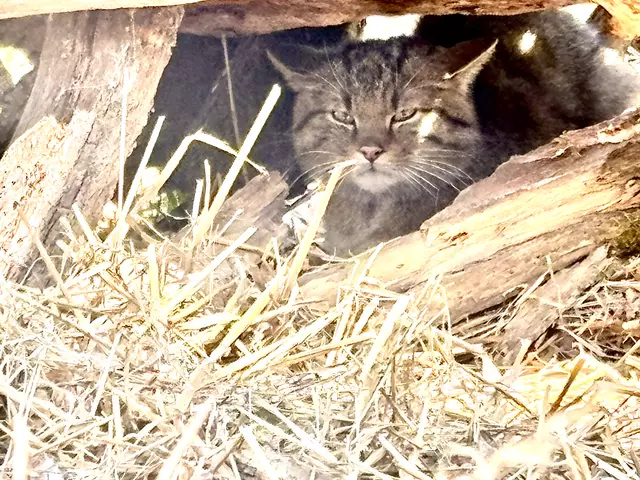 Während unseres Besuchs brummte der Kater unaufhörlich. | Foto: Alexandra Goll