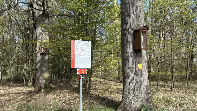 "Silberne Eiche" mit zwei Bildbäumen !