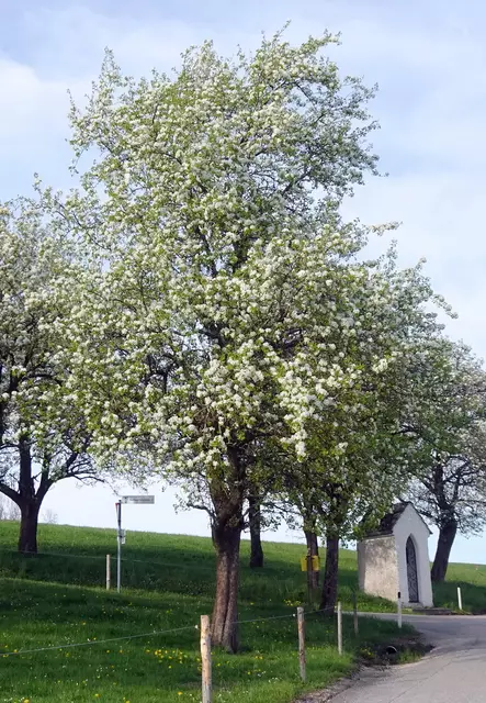 Viele blühende Birnbäume