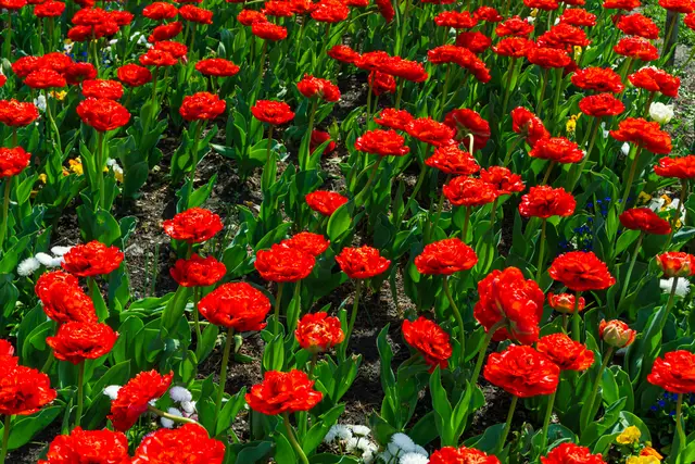 Rotes Blumenmeer | Foto: Silvia Lieder-Kleinschmid