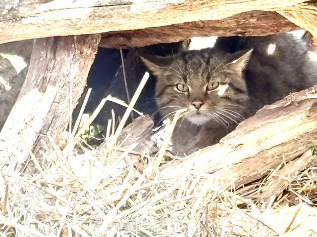 Die unberührte Natur des Thayatals bietet perfekten Lebensraum für bedrohte Arten. | Foto: Alexandra Goll